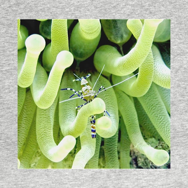 Spotted Cleaner Shrimp posing on Giant Green Sea Anemone by Scubagirlamy